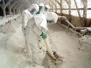 Ανησυχία για τη γρίπη των πτηνών μετά τον εντοπισμό του ιού και σε χοίρους