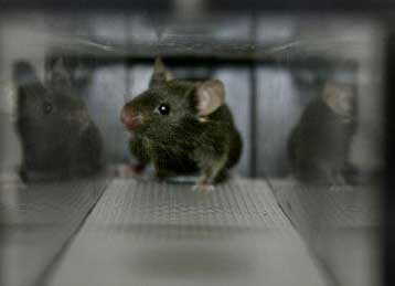 Ποντίκια γεννημένοι μαραθωνοδόμοι δημιουργήθηκαν με γενετική μηχανική