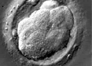 Η Βρετανία προτρέπει τον ΟΗΕ να μην απαγορεύσει την έρευνα στην κλωνοποίηση