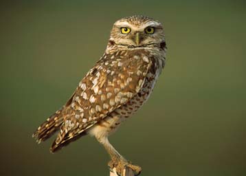 Κουκουβάγιες στήνουν με κοπριά παγίδες για σκαθάρια