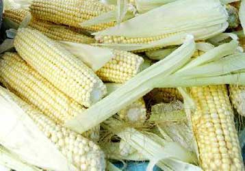 Πράσινο φως στις γενετικά τροποποιημένες καλλιέργειες από την ΕΕ