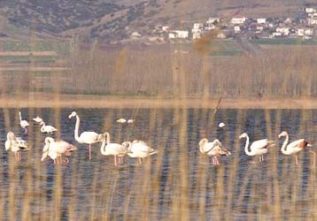 Αμεση λήψη μέτρων για την τεράστια οικολογική καταστροφή στη λίμνη Κορώνεια