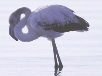 Σε βακτήριο αποδίδεται ο θάνατος πουλιών στην Κορώνεια – Αποδέσμευση κονδυλίων