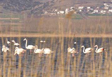 Μετά τα πουλιά και τα ψάρια πεθαίνουν μαζικά στη λίμνη Κορώνεια