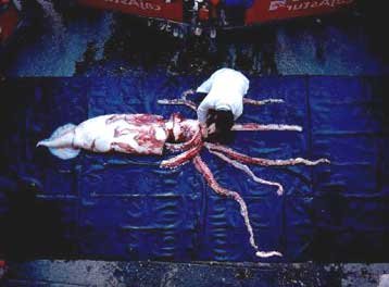 Ανθρώπινοι θόρυβοι σκοτώνουν κήτη και γιγάντια καλαμάρια