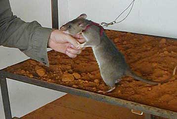 Βιονικοί αρουραίοι εκπαιδεύονται σε αποστολές διάσωσης