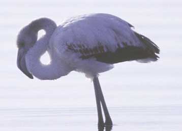 Εντοπίστηκε το βακτήριο που ευθύνεται για την οικολογική καταστροφή στην Κορώνεια