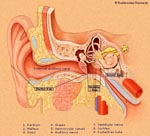 Ανακαλύφθηκε πρωτεΐνη-κλειδί στον μηχανισμό της ακοής
