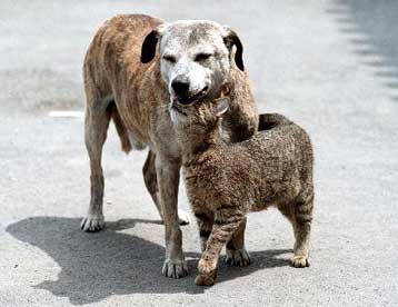 Εκκλήσεις ευαισθητοποίησης «συνοδεύουν» την Παγκόσμια Ημέρα των Ζώων