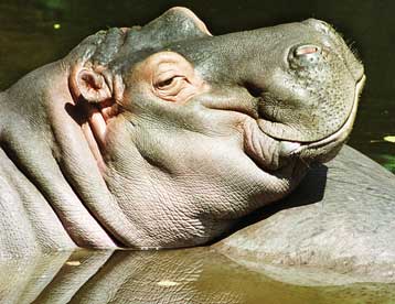 Τα μυστικά των νάνων ιπποπόταμων της Κρήτης μελετούν οι ερευνητές