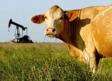 Ο γενετικός χάρτης της αγελάδας ανοίγει το δρόμο για καλύτερα γαλακτοκομικά