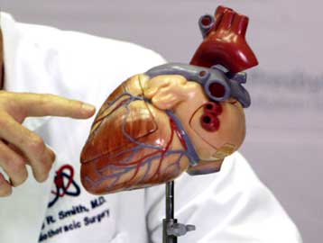 Αρχέγονα εμβρυϊκά κύτταρα διορθώνουν καρδιακές ατέλειες εξ αποστάσεως