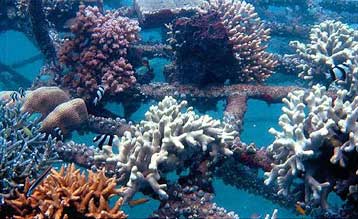 Ηλεκτρικές κιβωτοί επιδιορθώνουν κοραλλιογενείς υφάλους