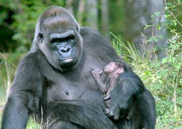 «Αγνωστο είδος» γιγάντιου πιθήκου εντοπίστηκε στο Κονγκό