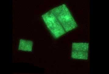 Τετράγωνα αρχαιοβακτήρια καλλιεργούνται για πρώτη φορά στο εργαστήριο