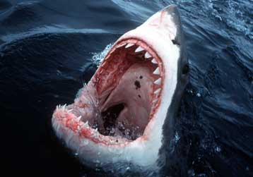 Φρένο στο εμπόριο του λευκού καρχαρία βάζει η διεθνής κοινότητα