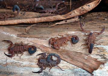 Έλληνες καρκινοπαθείς σπεύδουν στην Κούβα για ανορθόδοξη θεραπεία