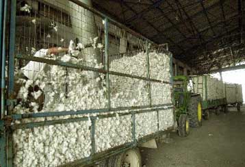 Δεκάδες παραγωγοί βαμβακιού στη «μαύρη λίστα» του ΟΠΕΚΕΠΕ