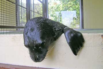 Στην ασφαλή Αλόννησο μεταφέρθηκε νεογέννητη φώκια που εντοπίστηκε στην Κω