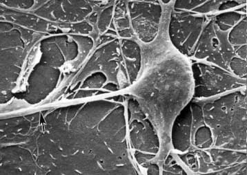 Νευρικά κύτταρα σε καλλιέργεια χειρίζονται προσομειωτή πτήσης