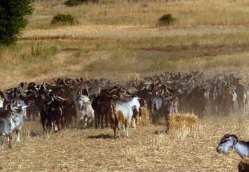 Στη Δικαιοσύνη οι υποθέσεις «ελληνοποιήσεων» αμνοεριφίων