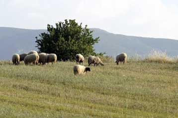 Επείγουσα προκαταρκτική έρευνα για τις «ελληνοποιήσεις» αμνοεριφίων