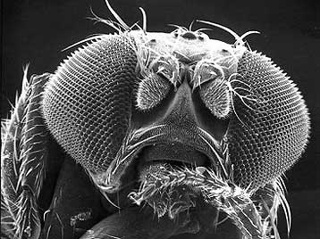 Τα πρώτα κλωνοποιημένα έντομα παρουσιάστηκαν στον Καναδά