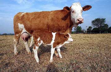 Έκλεισαν 140 κτηνοτροφικές μονάδες στην Ολλανδία λόγω εντοπισμού διοξίνης