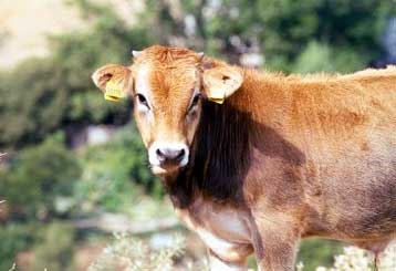 Αποχή από εισαγόμενα γαλακτοκομικά και πατάτες για δέκα ημέρες συστήνει ο ΕΦΕΤ