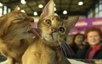 Έρχονται οι «γάτες – Φρανκεστάιν» που δεν θα προκαλούν αλλεργία