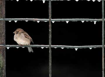 Με εξαφάνιση απειλούνται περισσότερα από 200 είδη πουλιών στην Ευρώπη