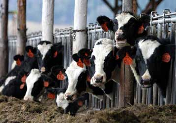 Και σε Γαλλία και Ισπανία εξαπλώνεται το διατροφικό σκάνδαλο με τις διοξίνες