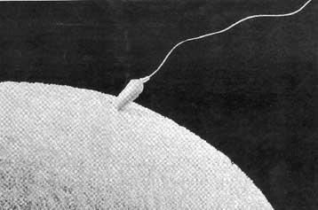 Ένα βήμα πιο κοντά στη δημιουργία ανδρικού αντισυλληπτικού σε μορφή εμβολίου