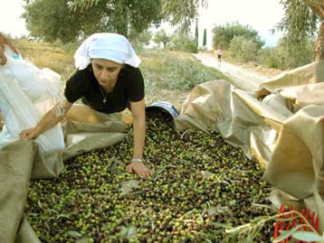 Σε εξέλιξη η διαδικασία καταβολής επιδοτήσεων στους παραγωγούς λαδιού, καπνού, βαμβακιού