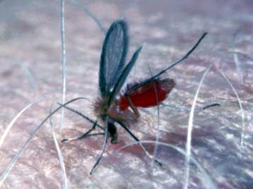 Εκατοντάδες Αμερικανοί στο Ιράκ προσβλήθηκαν από λεϊσμανίαση