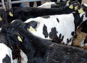 Μία ακόμη κτηνοτροφική μονάδα έκλεισε προσωρινά στην Ολλανδία