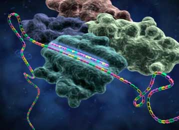 H «παρεμβολή RNA» δίνει νέα διάσταση στη γονιδιακή θεραπεία