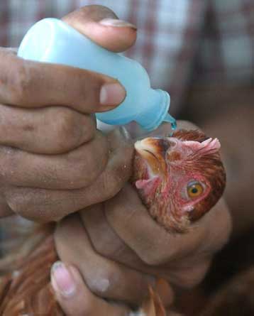 Η γρίπη των πτηνών «ζωντανεύει» και πάλι στην Ασία