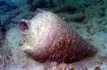 Την προστασία των ενάλιων αρχαιοτήτων ζητούν αρχαιολόγοι, οικολόγοι και ΥΠΕΧΩΔΕ