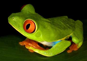 Πάνω από 15.000 είδη περιλαμβάνει η Κόκκινη Λίστα των απειλούμενων οργανισμών