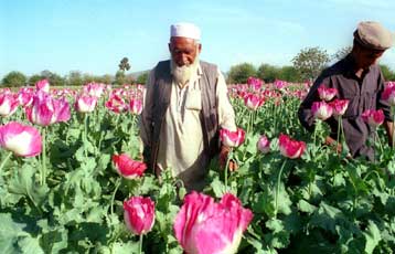 Το Αφγανιστάν μετατρέπεται σε «παράδεισο» των ναρκωτικών προειδοποιεί ο ΟΗΕ