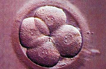 Ο ΟΗΕ εγκαταλείπει την ιδέα της συνθήκης κατά της κλωνοποίησης