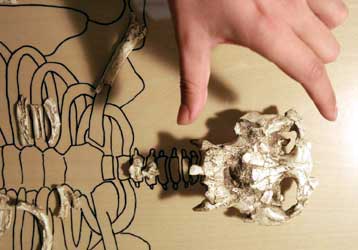 Απολίθωμα ίσως αντιστοιχεί στον τελευταίο κοινό πρόγονο ανθρώπου και πιθήκων