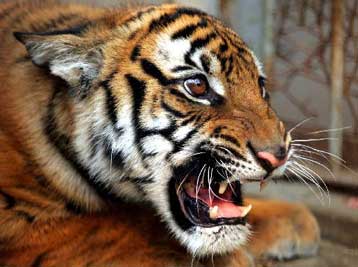 Μόλις 30 κινεζικές τίγρεις έχουν απομείνει στη φύση