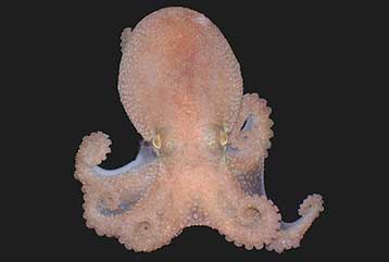 Χιλιάδες νέα είδη αποκαλύπτει η Απογραφή της Θαλάσσιας Ζωής