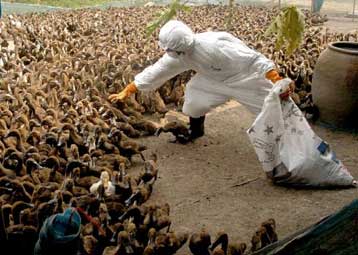 Η γρίπη των πτηνών το πιθανότερο αίτιο της επόμενης πανδημίας