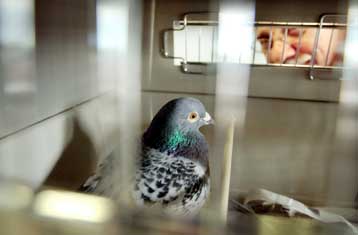 Τα περιστέρια διαθέτουν πυξίδα ενσωματωμένη στο ράμφος