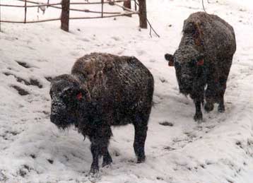 «Αθώος» ο άνθρωπος για την εξαφάνιση των μεγάλων θηλαστικών της Αμερικής