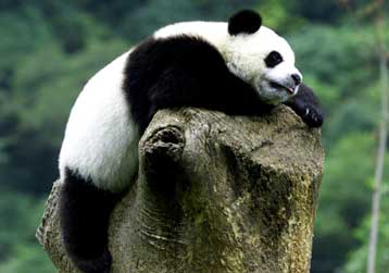 Παράξενα ακροβατικά διευκολύνουν τα πάντα να σημαδέψουν την περιοχή τους