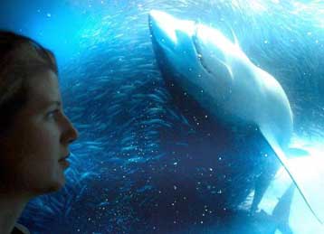 Ταξίδι στα βάθη των ωκεανών για μικρούς και μεγάλους